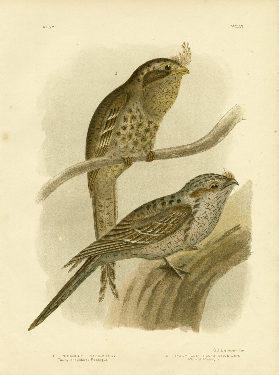 Tawny-Shouldered Podargus Or Tawny Frogmouth, 1891 by Gracius Broinowski