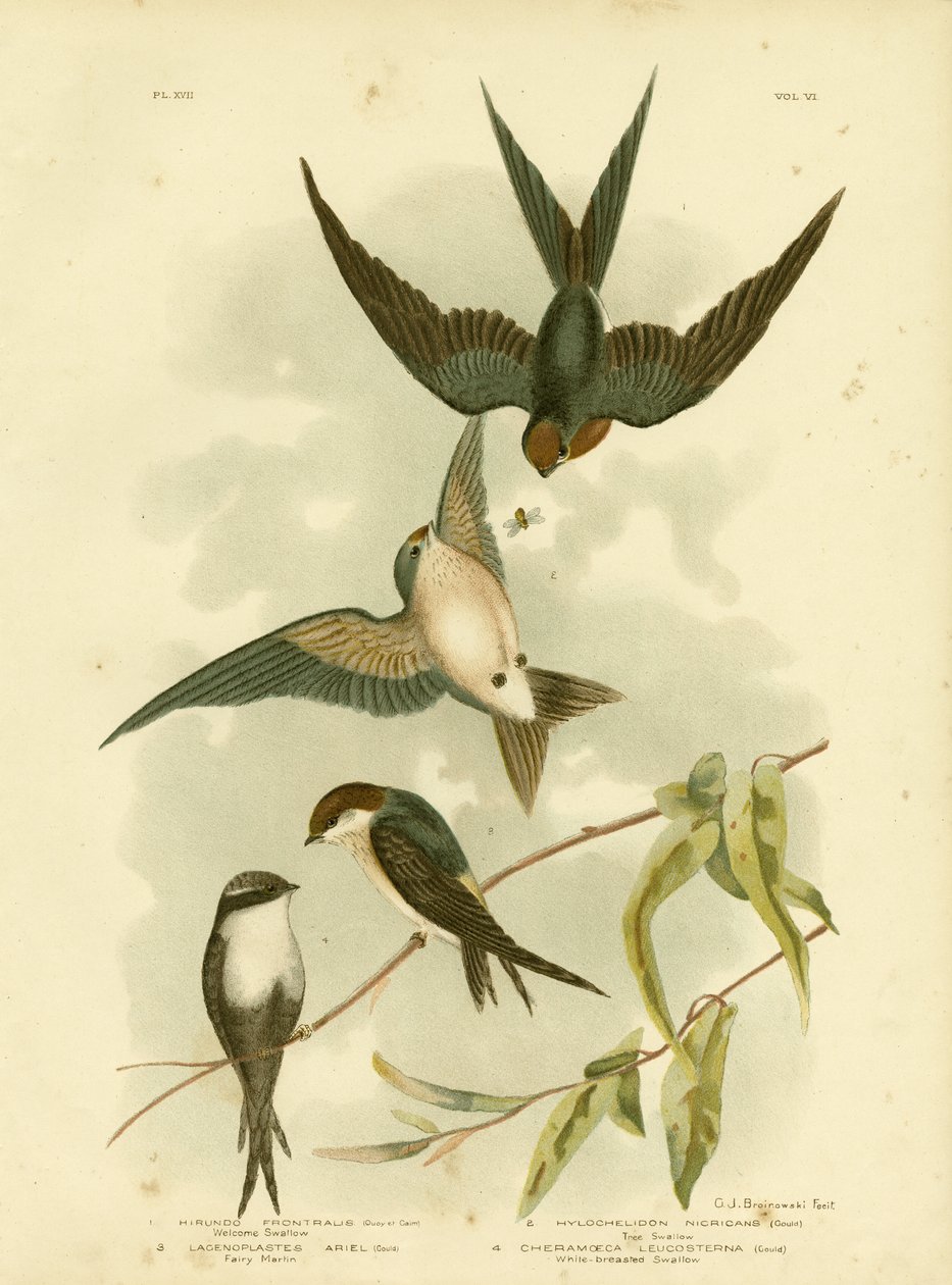 Welcome Swallow or Pacific Swallow by Gracius Broinowski