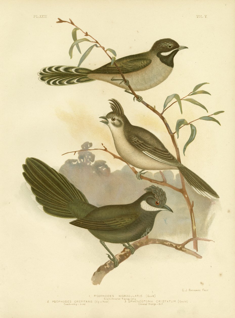Western Whipbird, 1891 by Gracius Broinowski