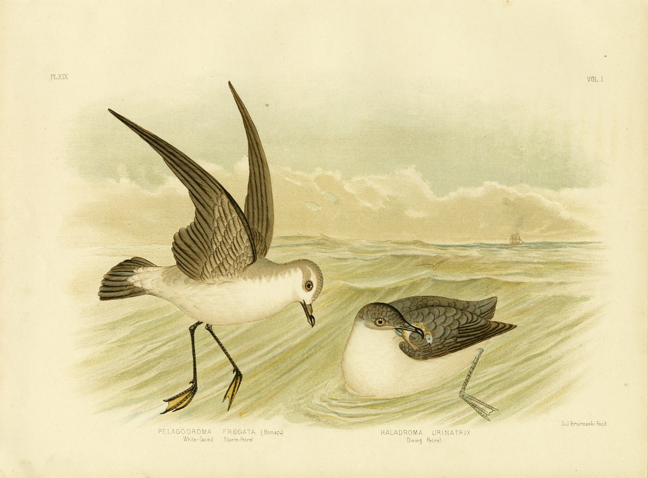 White-Faced Storm-Petrel by Gracius Broinowski