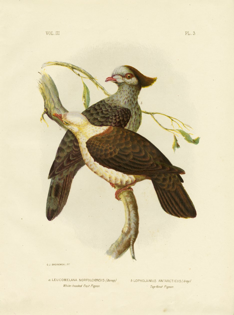 White-Headed Fruit Pigeon, 1891 by Gracius Broinowski