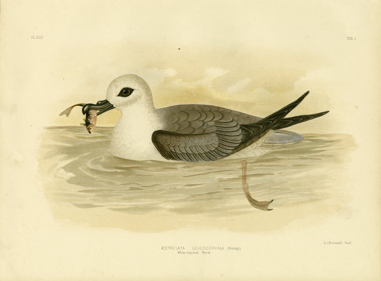 White-Headed Petrel by Gracius Broinowski