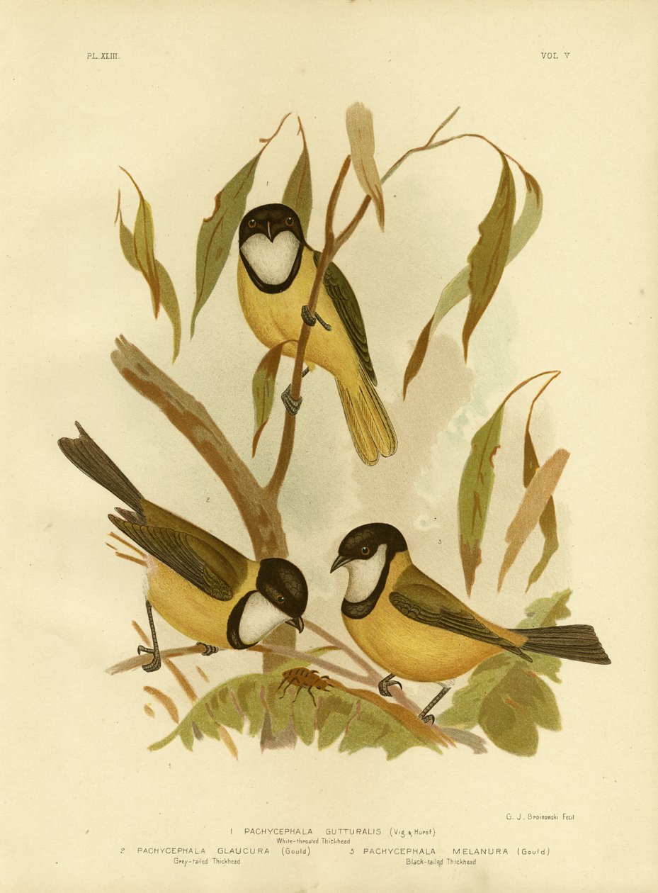 White-Throated Whistler or Golden Whistler by Gracius Broinowski