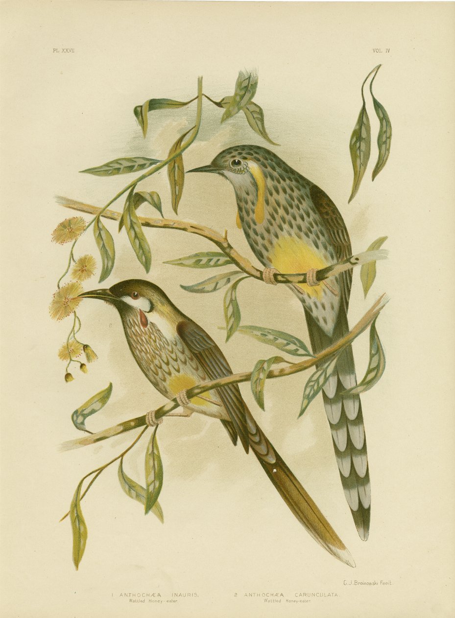 Yellow Wattlebird, 1891 by Gracius Broinowski