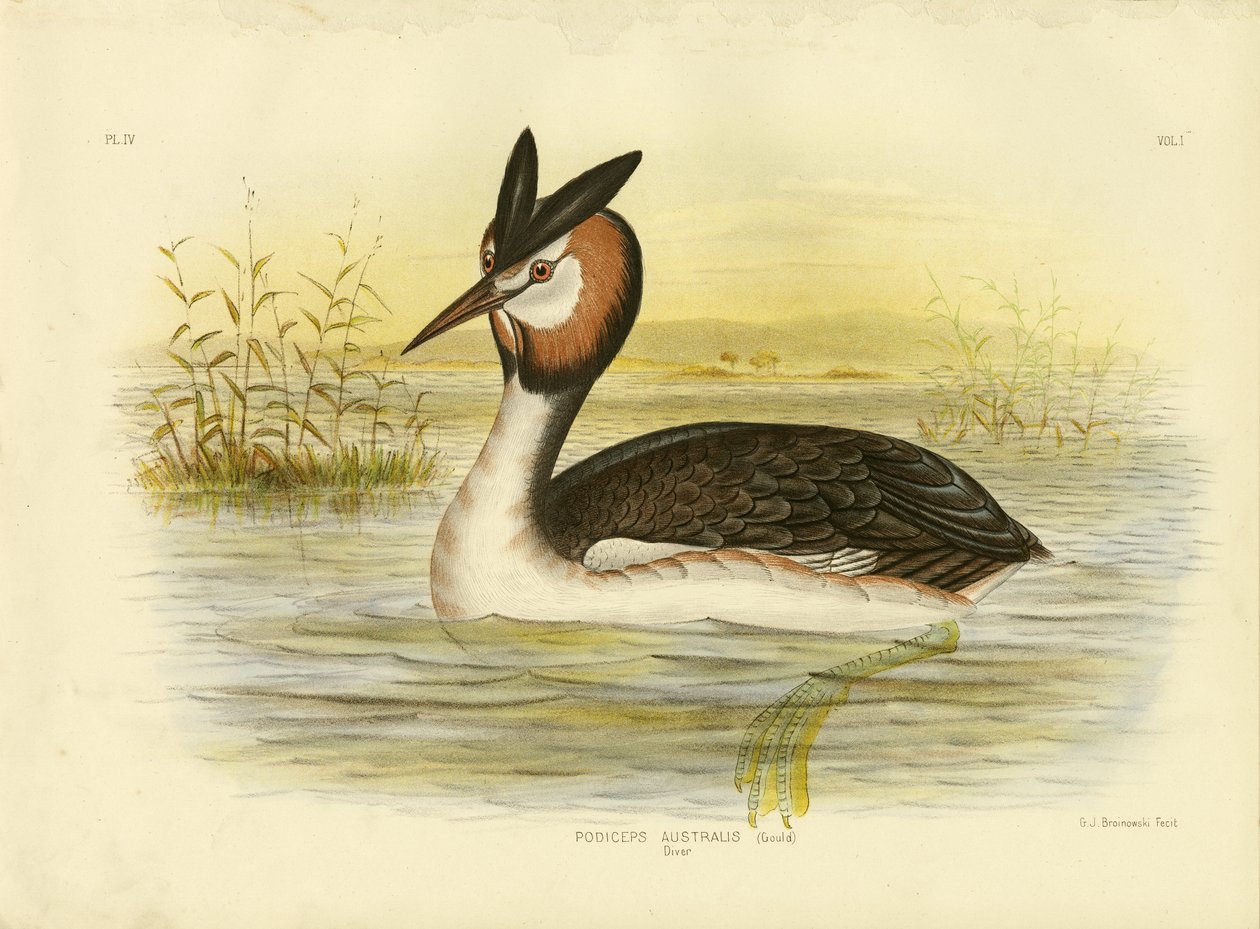 Great Crested Grebe, 1891 by Gracius Broinowski