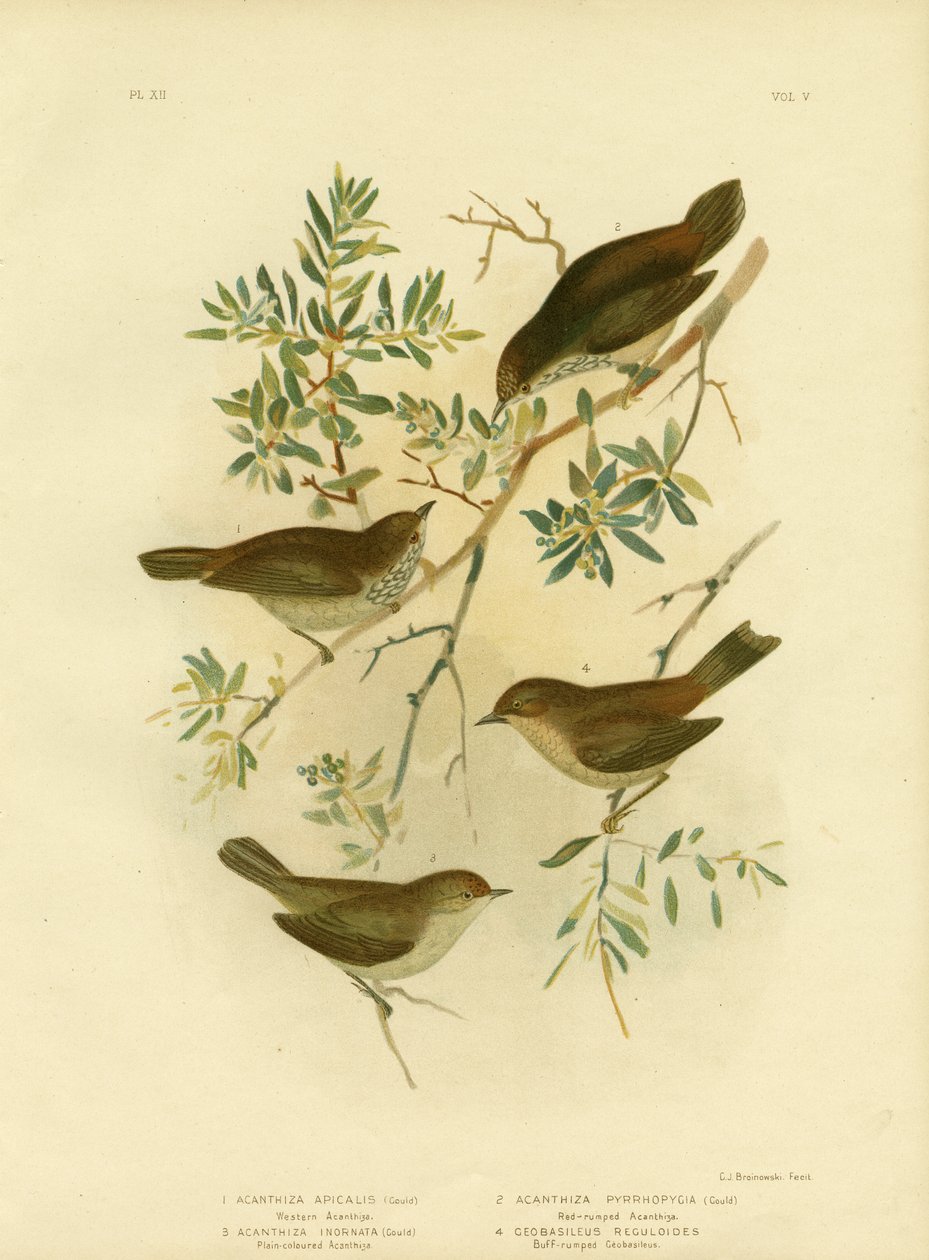 Inland Thornbill Or Broad-Tailed Thornbill by Gracius Broinowski