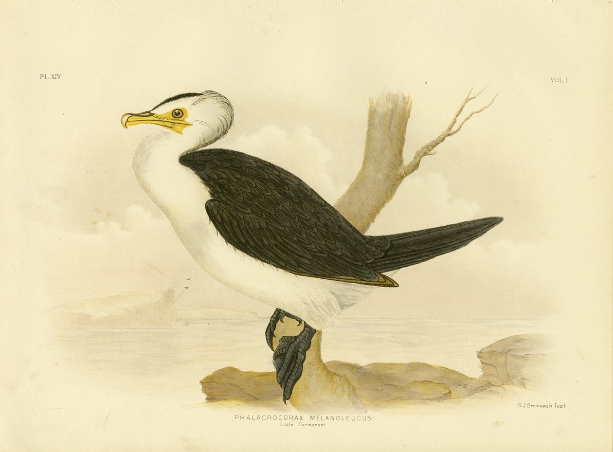 Little Cormorant, 1891 by Gracius Broinowski