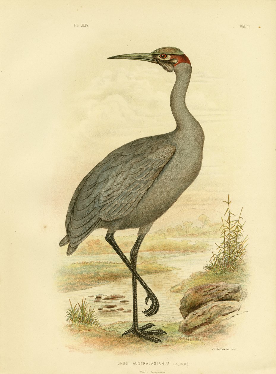 Native Companion or Brolga, 1891 by Gracius Broinowski