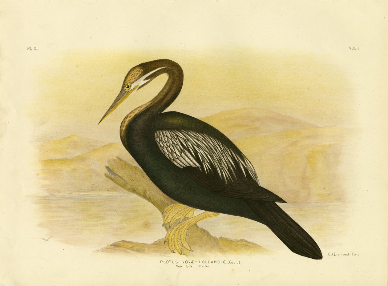 New Holland Darter, 1891 by Gracius Broinowski