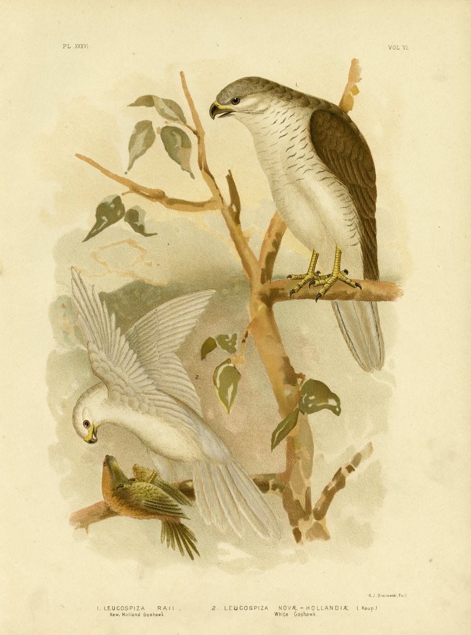 New Holland Goshawk, 1891 by Gracius Broinowski