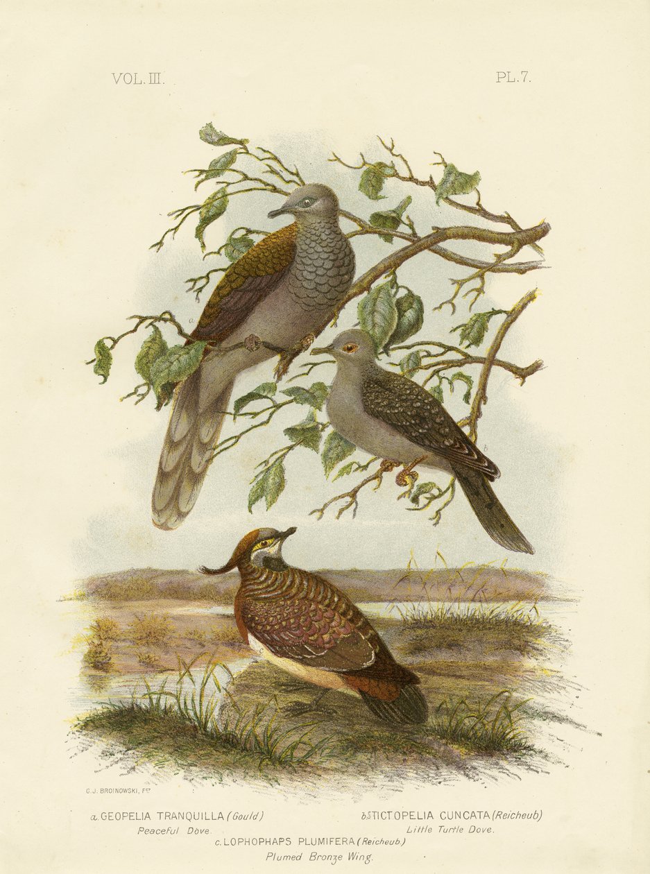 Peaceful Dove by Gracius Broinowski
