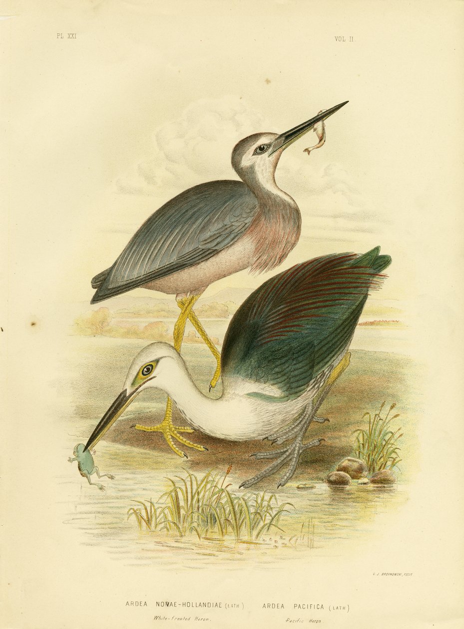 White-Faced Heron by Gracius Broinowski