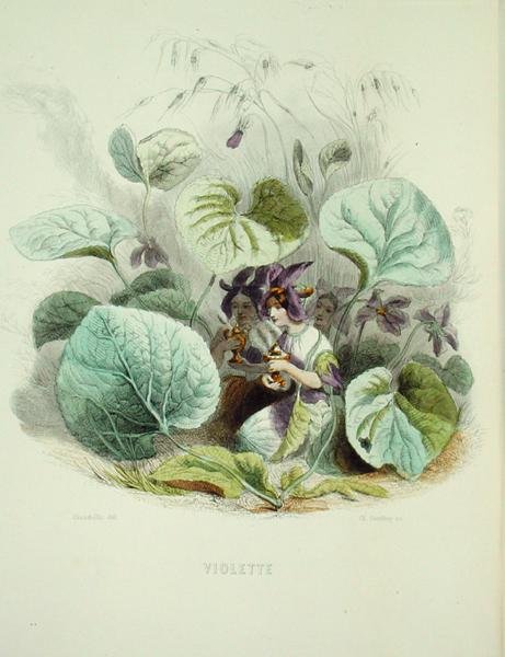 The Violet, from 