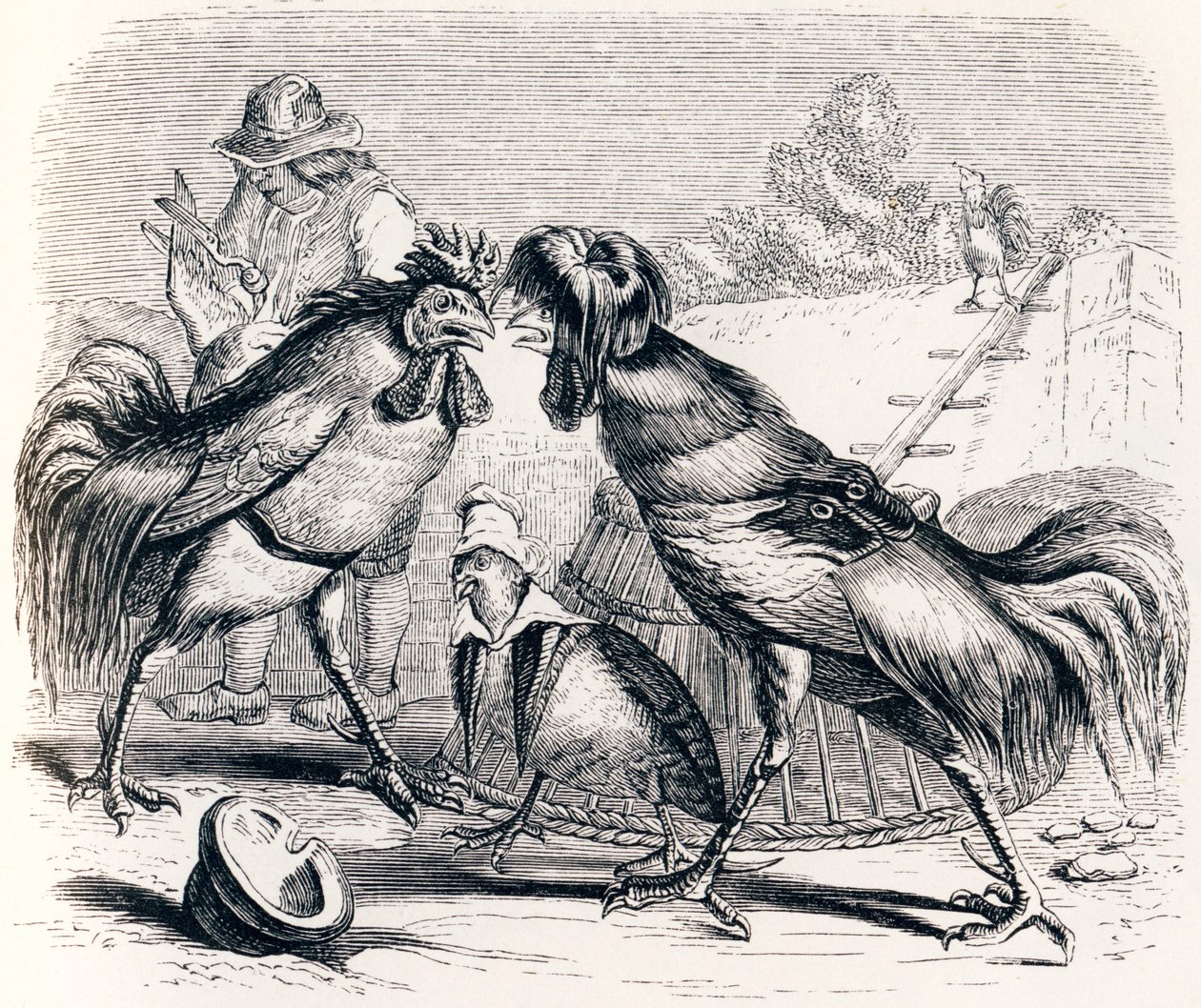 The Partridge and the Two Roosters - Fables by La Fontaine by Grandville