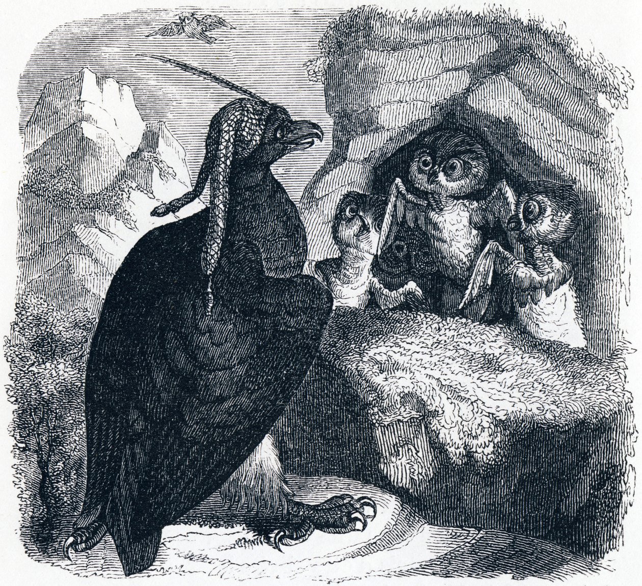 The Eagle and the Owl, illustration from 