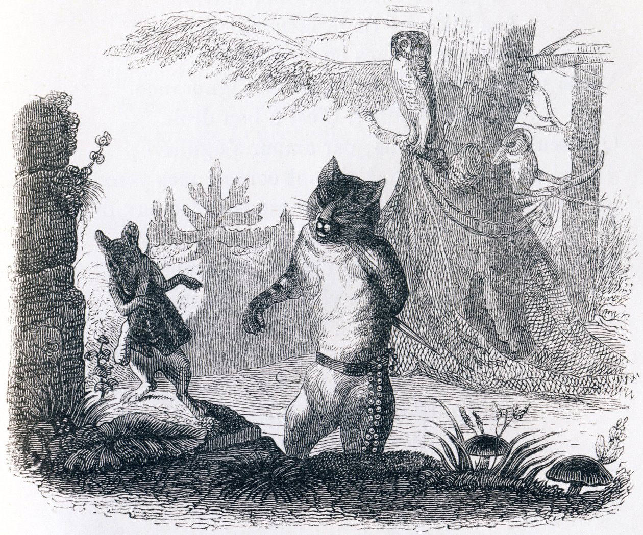 The cat and the rat - Fables by La Fontaine by Grandville