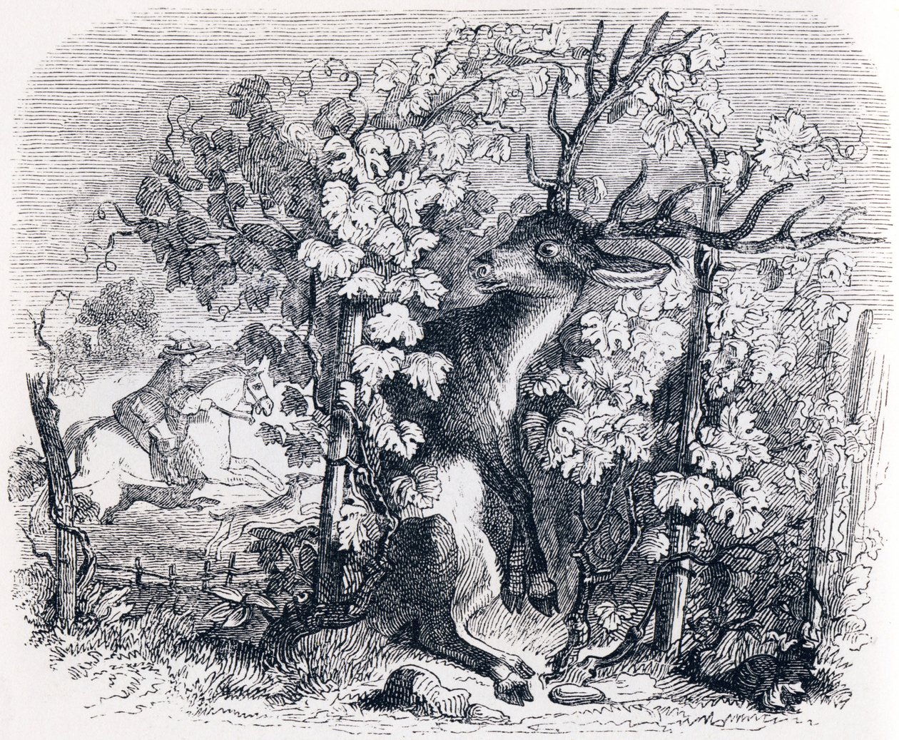 The Deer and the Vine - Fables by La Fontaine by Grandville