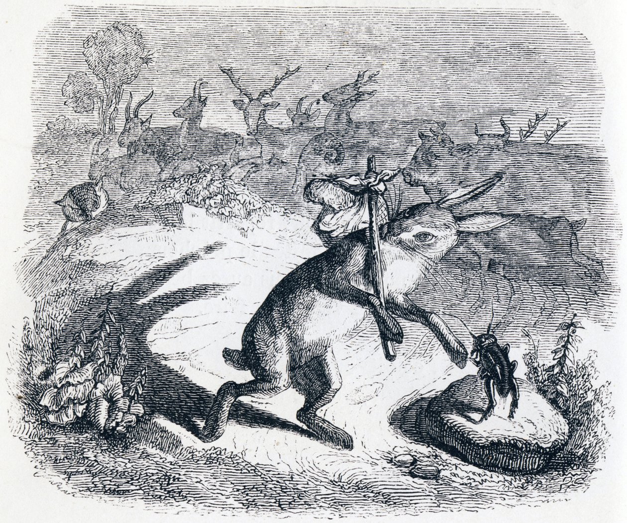 The Hare