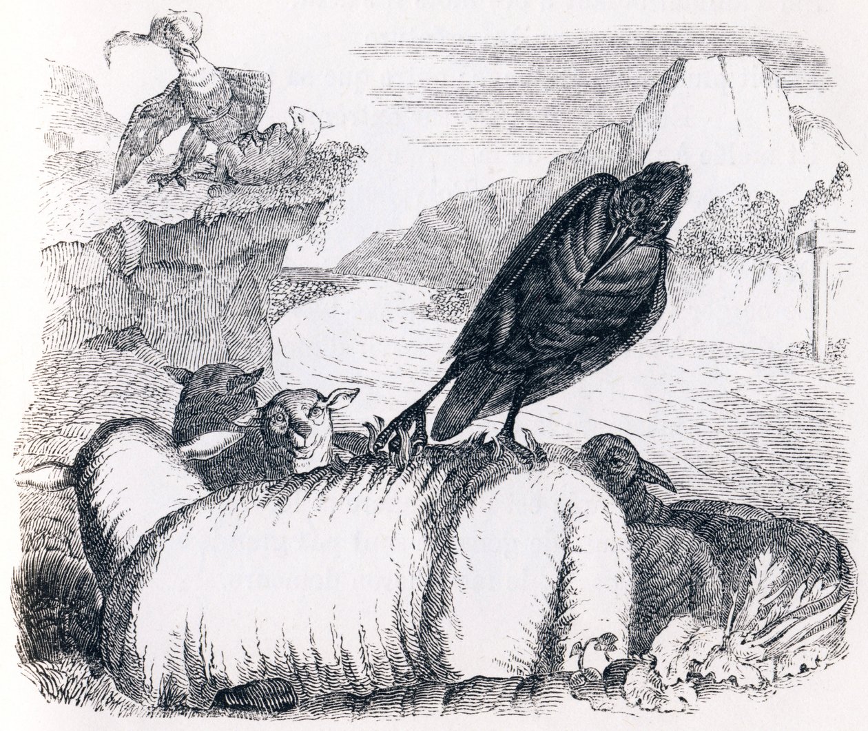 The Raven Wanting to Imitate the Eagle - Fables by La Fontaine by Grandville