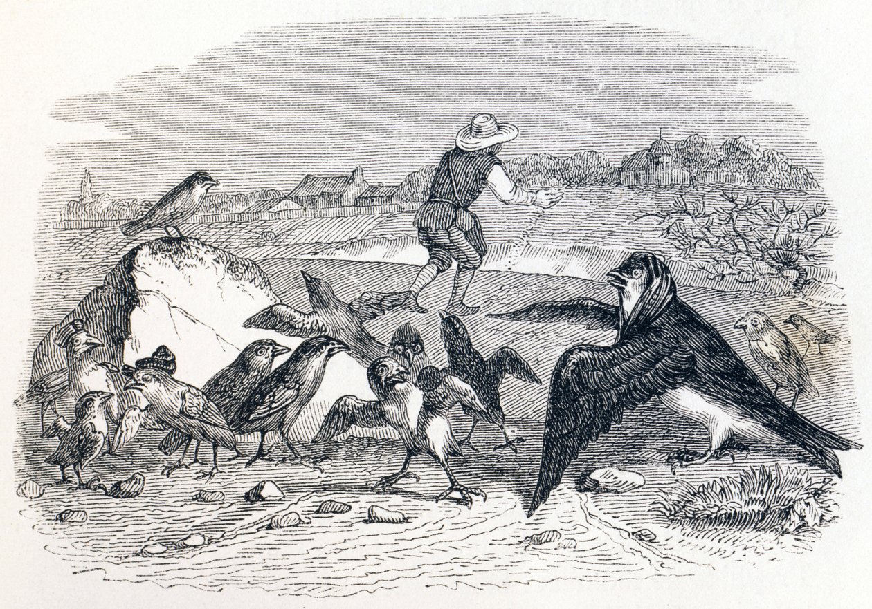 The Swallow and the Little Birds - Fables by La Fontaine by Grandville