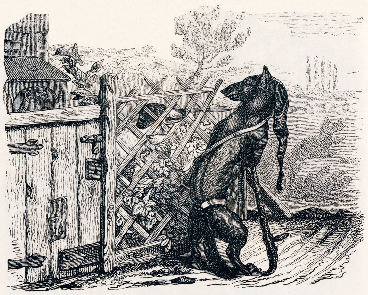 The Wolf and the Skinny Dog - Fables by La Fontaine by Grandville