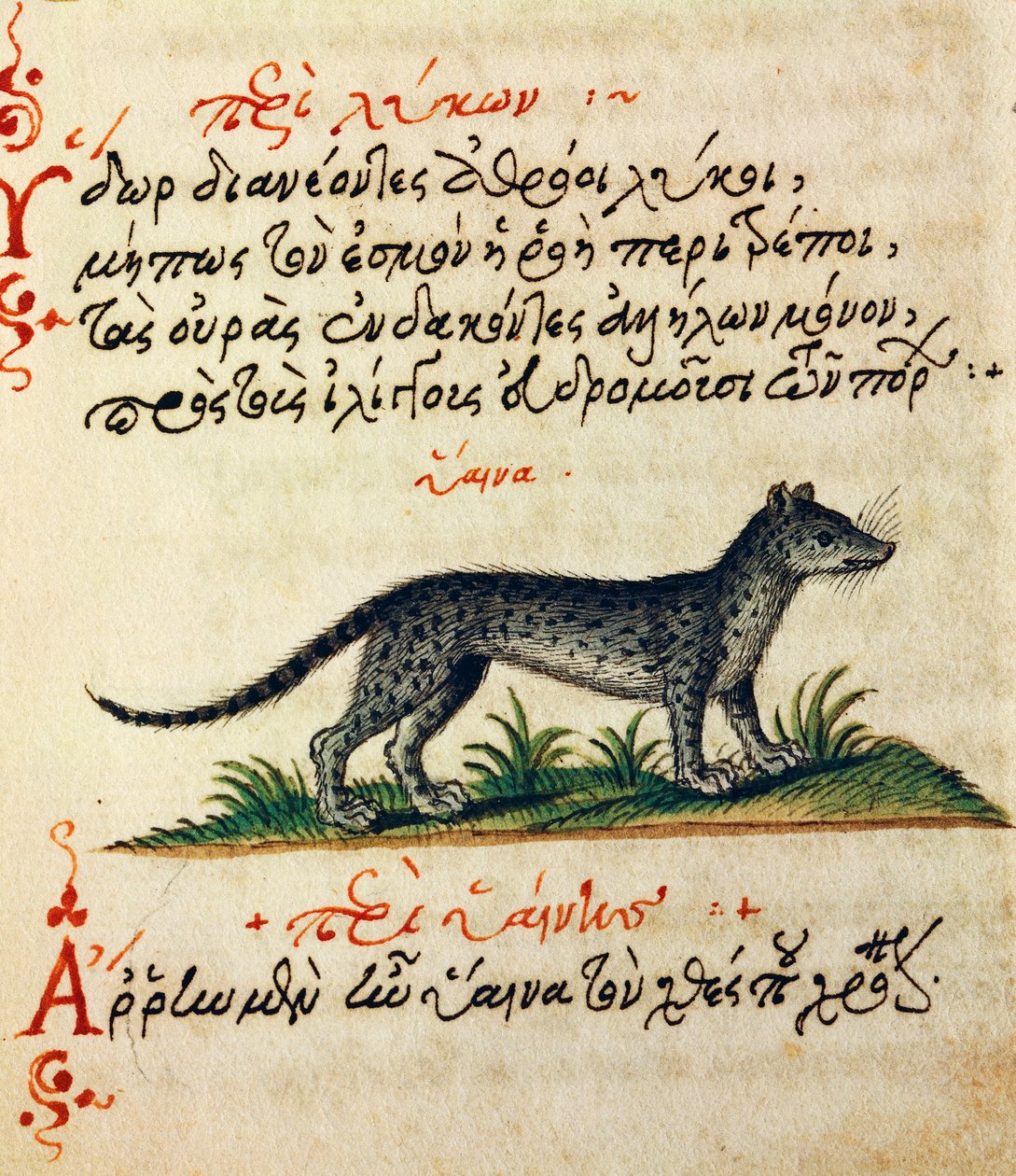 Treatise on Hyena from De animalium natura et proprietate libellus by Greek School