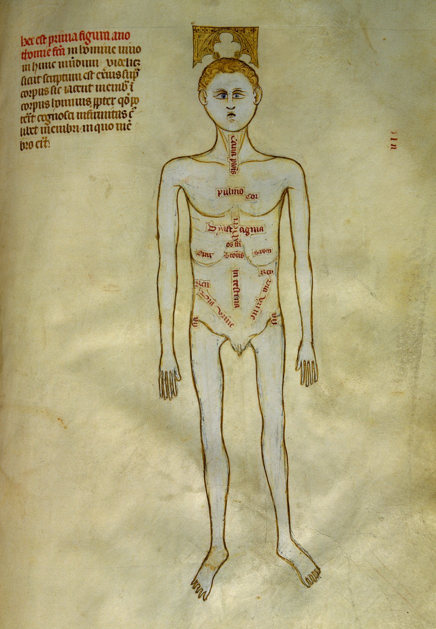 Anatomy and surgical boards: localization of male organs by Guido da Vigevano da Pavia