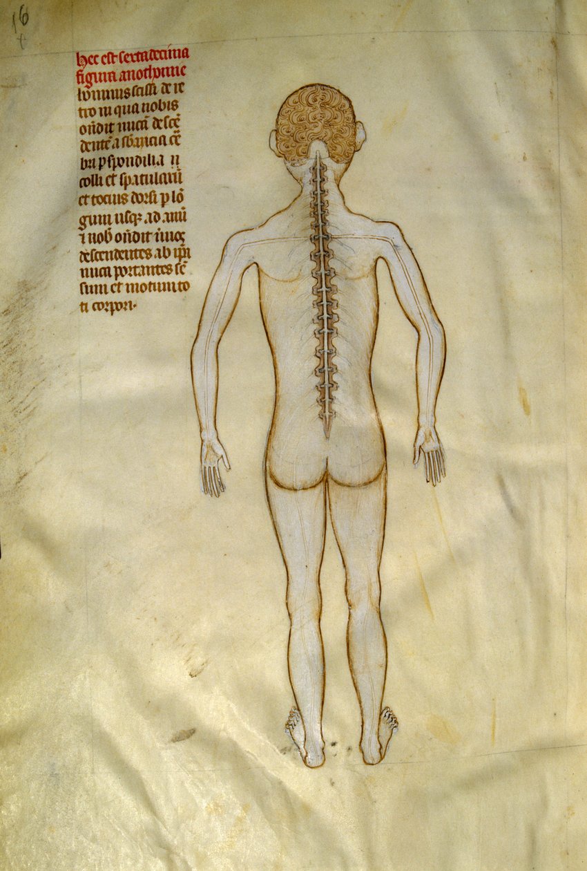 Anatomy and Surgical Boards: Spinal Cord. In “Liber notabilium Philippi septimi francorum regis, a libris Galieni extratus” by Gui de Pavia circa 1345. Chantilly, Musee Conde by Guido da Vigevano da Pavia