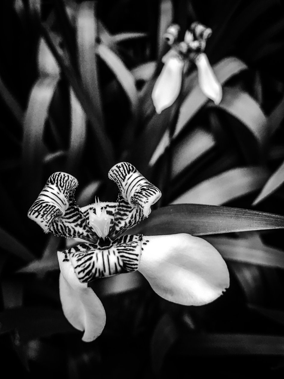 Flower No. 1 by Guilherme Pontes