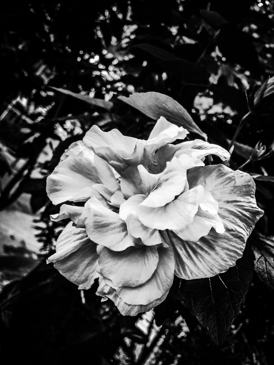 Flower No. 39 by Guilherme Pontes