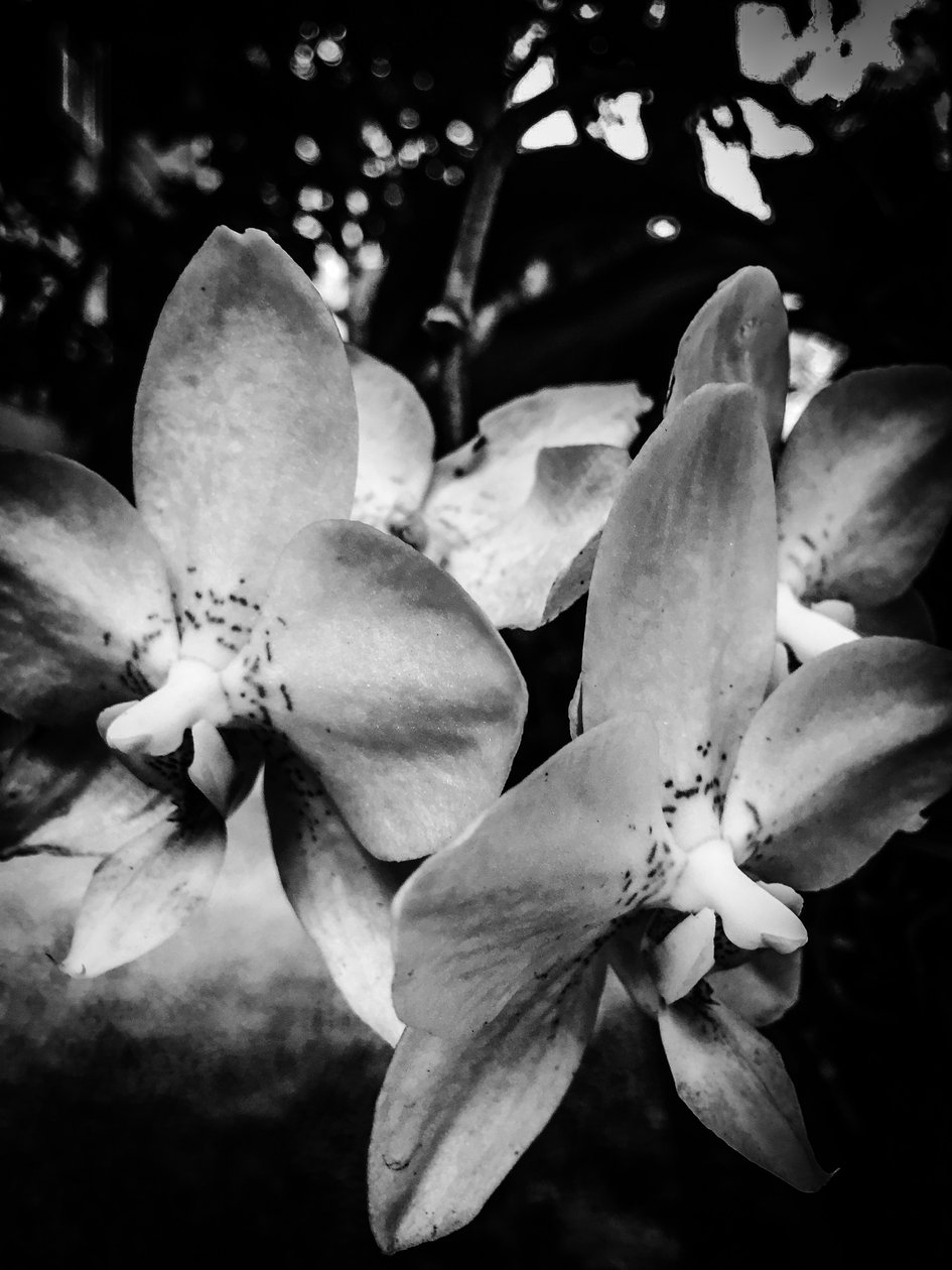 Flower No. 3 by Guilherme Pontes