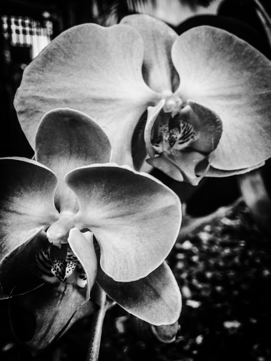 Flower No. 9 by Guilherme Pontes