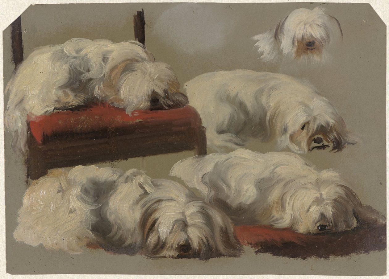 Studies of a White Lapdog by Guillaume Anne van der Brugghen