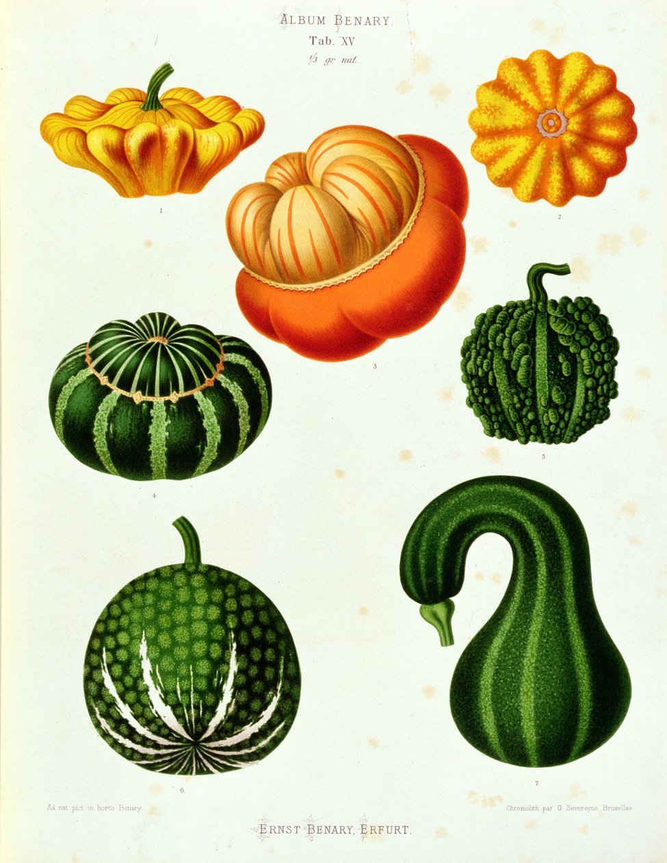 Marrows: from the Album Benary, Tab. XV by Guillaume Severeyns