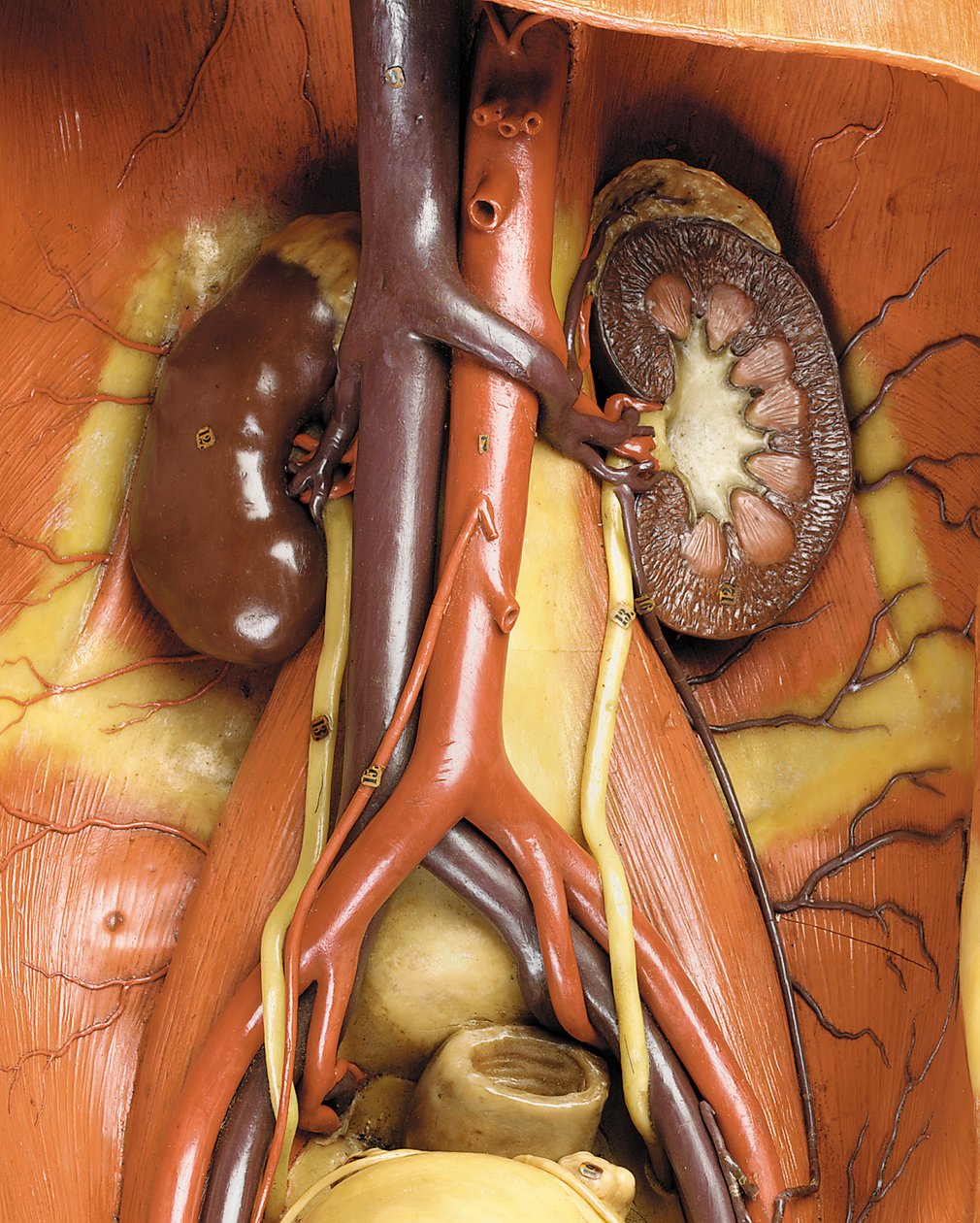 Detail of a male anatomical ecorche model, displaying muscles, arteries and veins, the circulation and nervous system by Gustav Zeiller