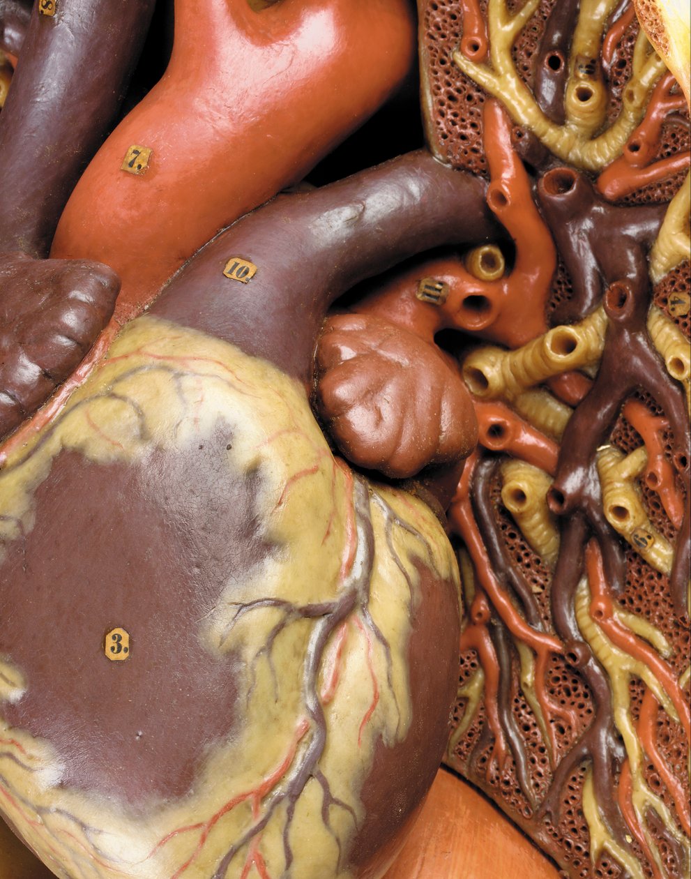(Detail) of a Male Anatomical Ecorche Model, Displaying Muscles ...