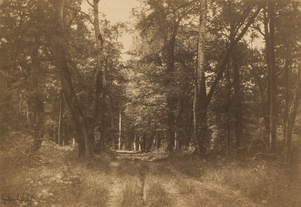 Bas-Bréau, Forest of Fontainebleau, 1849-1852 by Gustave Le Gray