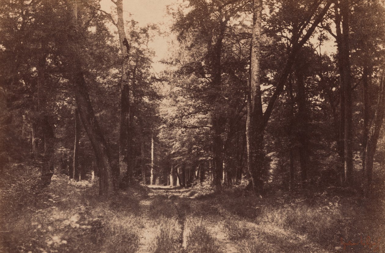 Bas-Breau, Forest of Fontainebleau, 1852 by Gustave Le Gray
