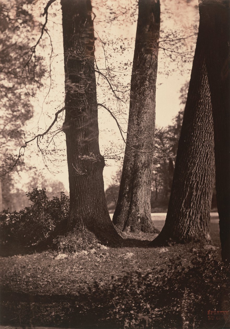 Tree Trunks, Fontainebleau, 1855 by Gustave Le Gray