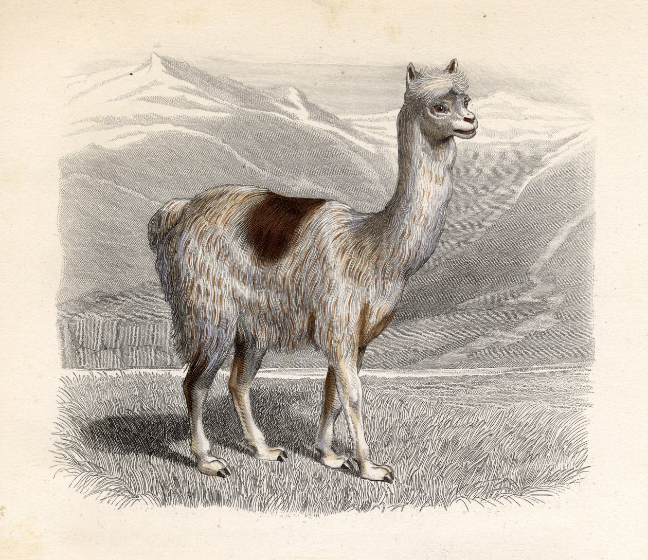 The Llama, Engraved by E. Ramus by H. Gobin
