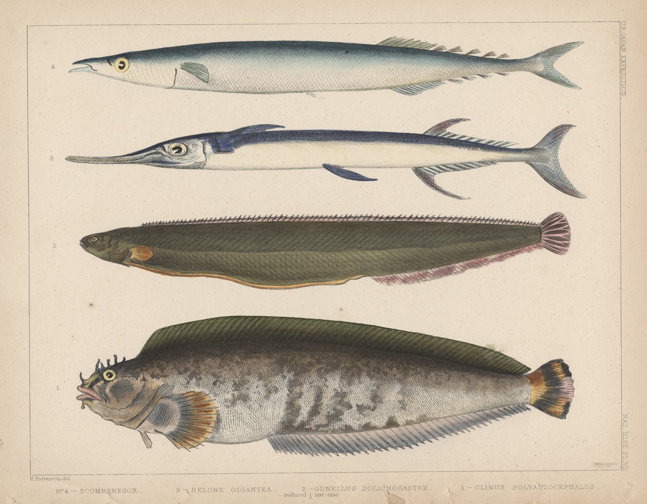 1. Clinus Polyactocephalus, 2. Gunellus Dolichogaster, 3. Belone Gigantea, 4. Scomberesox, 1855 by H. Patterson