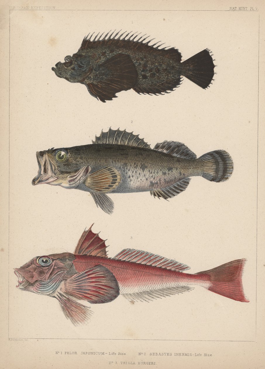 1. Pelor Japonicum, 2. Sebastes Inermis and 3. Trigla Burgeri, 1855 by H. Patterson
