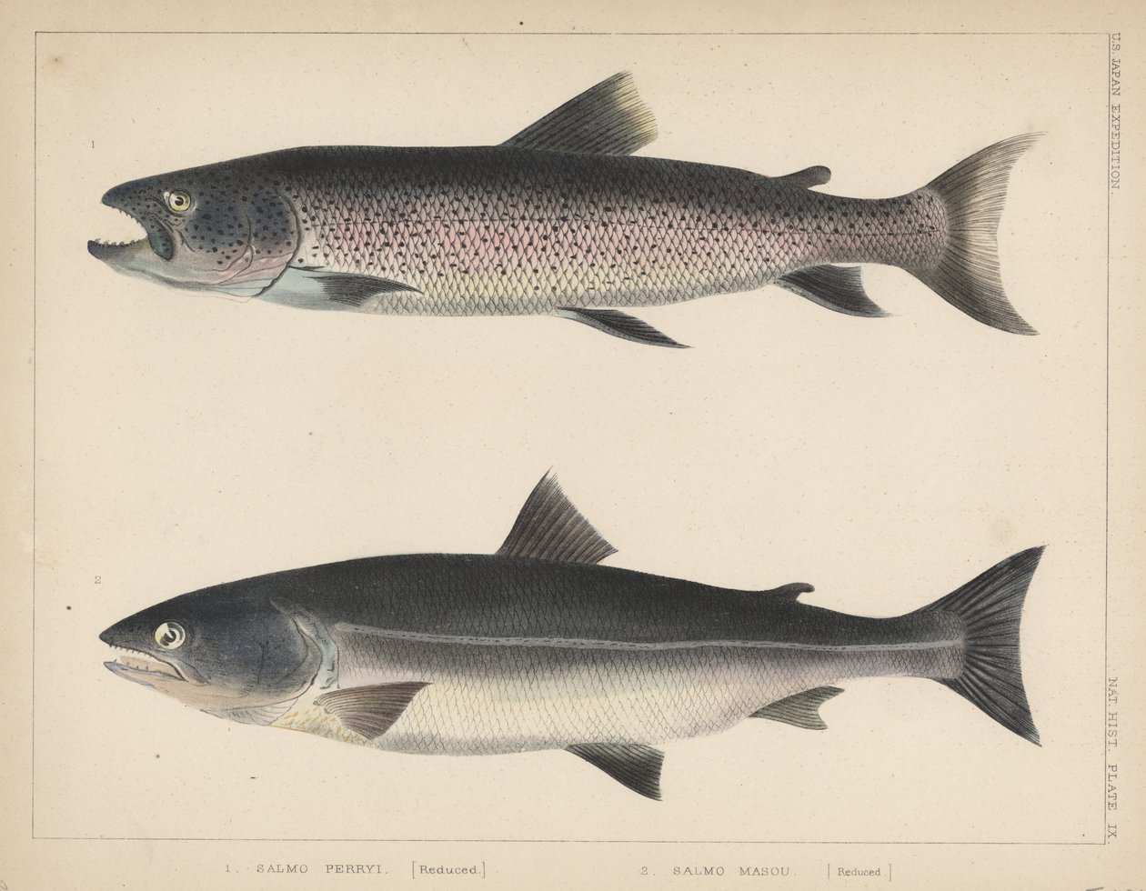 Salmo Perryi (reduced), Salmo Masou (Reduced), 1855 by H. Patterson