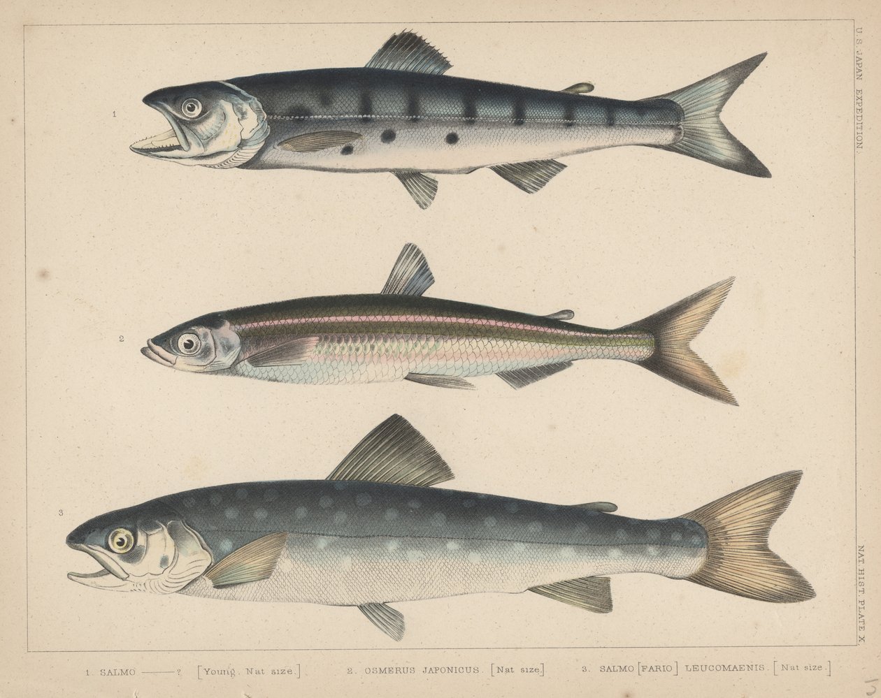 1. Salmon, 2. Osmerus Japonicus, 3. Salmo (Fario) Leucomaenis by H. Patterson