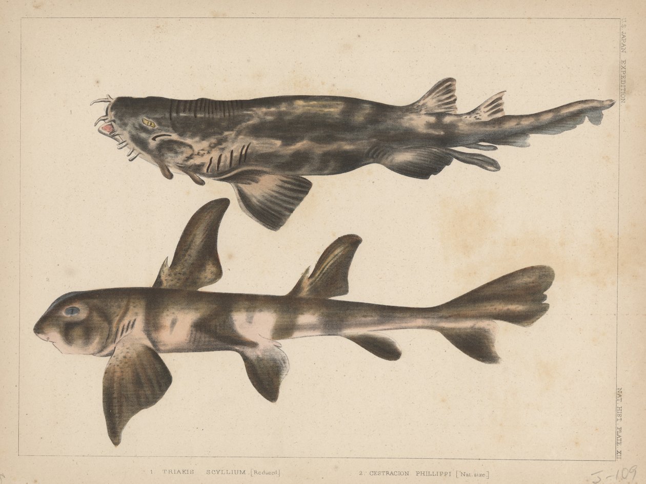 1. Triakis Scyllium, 2. Cestracion Phillippi, 1855 by H. Patterson