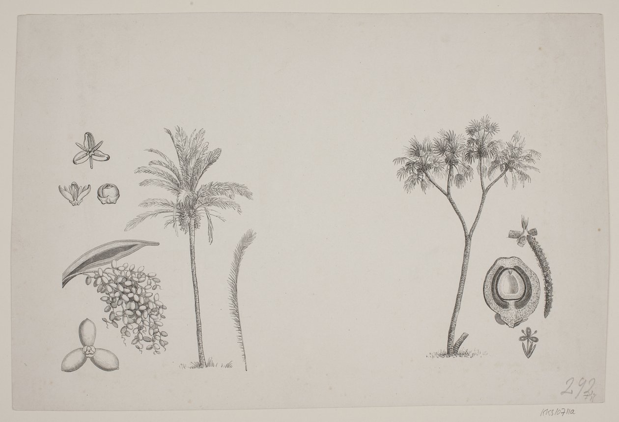 Botanical Leaf from Schouw