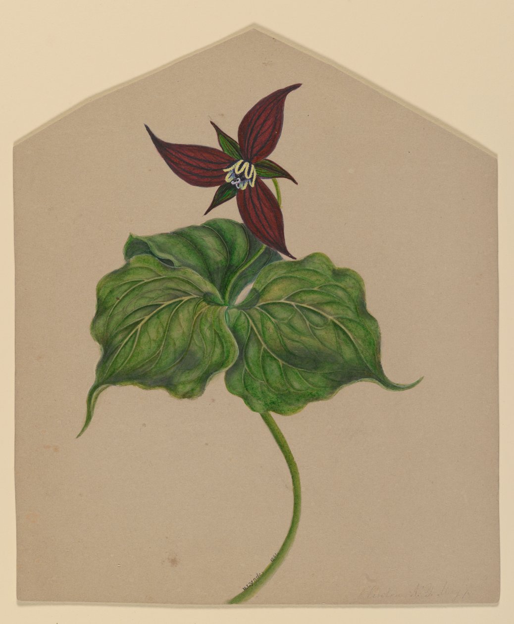 Burgundy Red Flower by H. Lynde