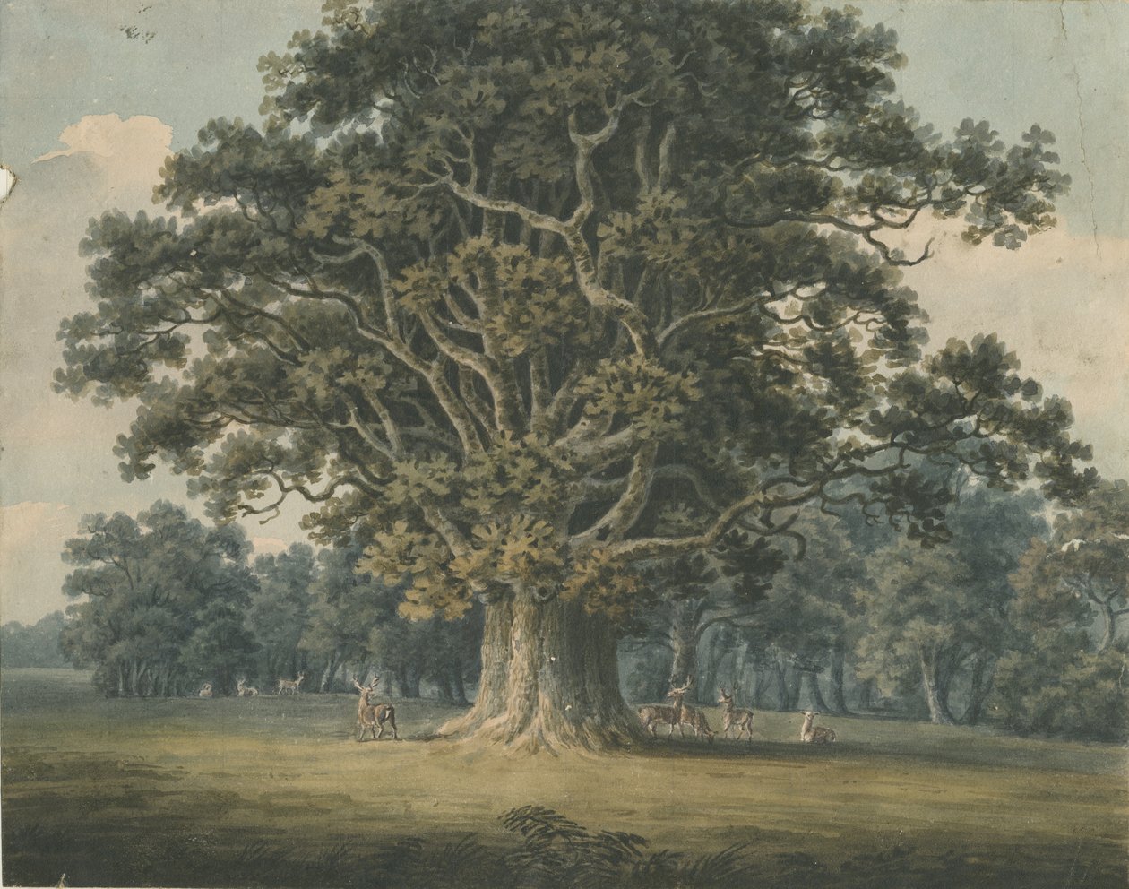 Needwood - Swilcar Oak by H Moore