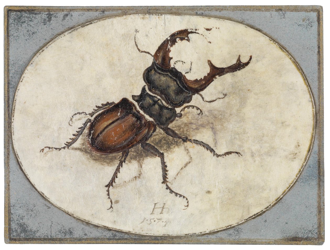 Stag Beetle (after Albrecht Dürer) by Hans Hoffmann