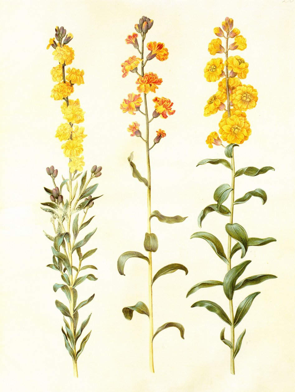 Cheiranthus cheirii, in: Gottorfer Codex by Hans Simon Holtzbecker